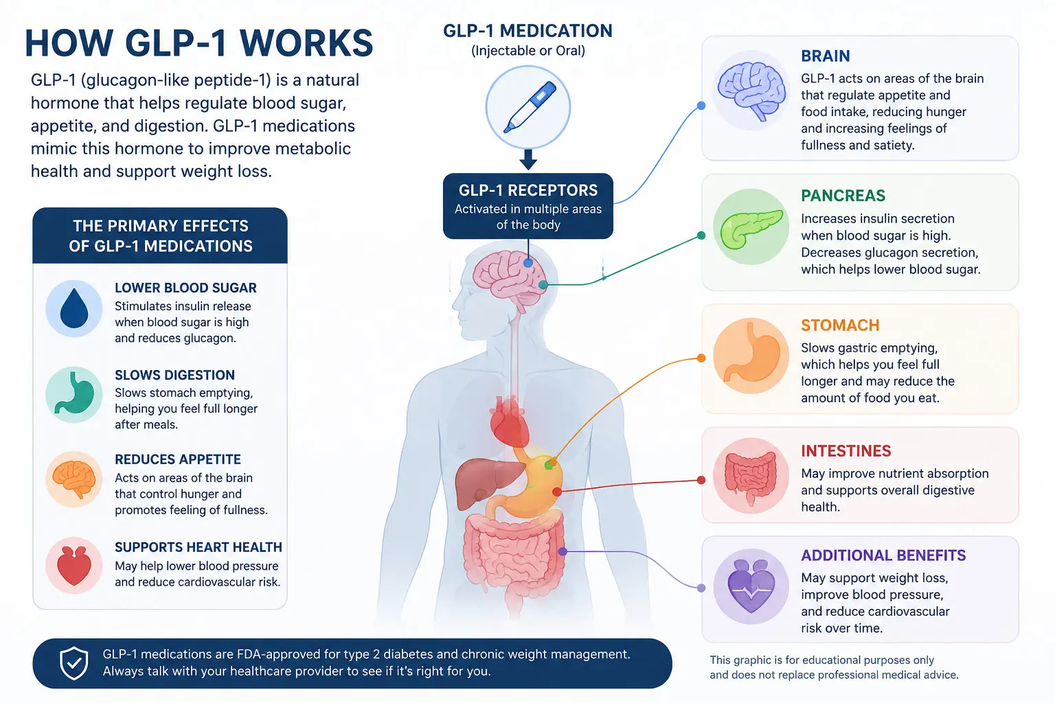 Infographic titled How GLP-1 Works, showing a human silhouette with labeled organs. It explains GLP-1 medication effects on the brain, pancreas, stomach, intestines, and additional health benefits.